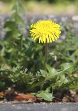 Flower of common dandelion (Taraxacum officinale), growing on a wall, North Rhine-Westphalia,