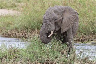 African bush elephant (Loxodonta africana), young adult male feeding on reeds in the bed of the