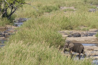 African bush elephant (Loxodonta africana), adult, crossing the bed of the Olifants River, Kruger