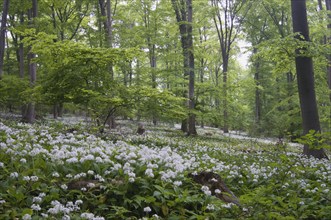 Ramson (Allium ursinum), North Rhine-Westphalia, Germany, Europe