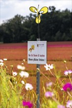 Flowering strips on an open-air area of a horticultural farm, autumn plants, heather plants, the