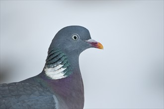 Wood pigeon (Columba palumbus), portrait, in the snow, winter feeding, Oberhausen, Ruhr area, North