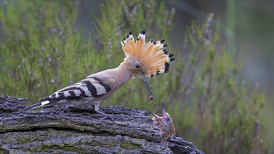 Hoopoe (Upupa epops) Bird of the Year 2022, with beetle larva as prey for the young bird in the