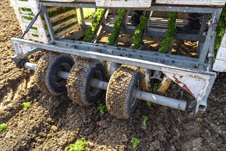 Agriculture, herb gardening, parsley is planted in rows in a field with a planting machine