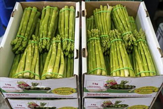 Asparagus farm, green asparagus is washed, cut and sorted by quality after harvesting, near