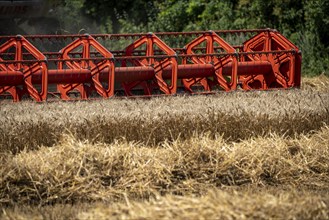 Agriculture, grain harvest, wheat, combine harvester harvesting in a wheat field, near