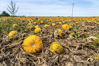 Field with Styrian oil pumpkins, partly dried up due to the drought in summer 2020, on the Lower