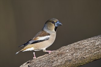 Hawfinch (Coccothraustes coccothraustes), female, Dingdener Heide nature reserve, North