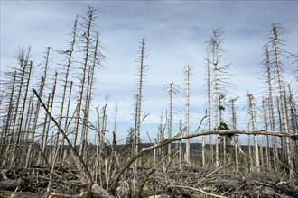 Dead spruce trees, due to infestation by bark beetles, Oderbrück, 19/07/2020