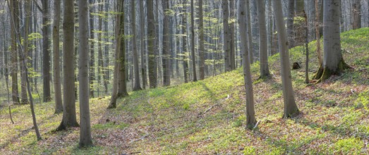 Beech forest in early spring, first tender green leaves, Hainich National Park, Bad Langensalza,