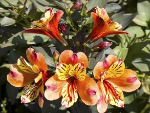 Peruvian lily, Peruvian lily (Alstroemeria aurea)