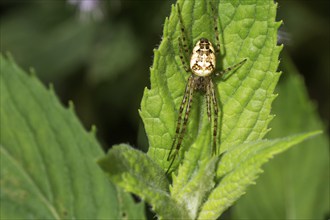 Close-up of an autumn spider (Metellina segmentata) lurking on a leaf, Baden-.Württemberg, Germany,