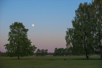 Meadow with solitary sand birch (Betula pendula) or sand birch or silver birch or silver birch or