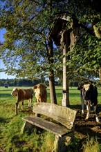 Resting bench with curious cows, in the Kirchsee Filzen, Kirchseemoor, near Sachsenkam, Tölzer