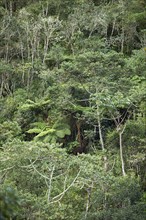 Rainforest or jungle in Machu Picchu Pueblo or Aguas Calientes, Cusco region, Peru, South America