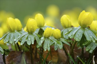 Winter aconites (Eranthis hyemalis), Germany, Europe