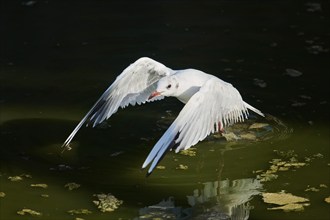 Black-headed gull (Chroicocephalus ridibundus) landing in the water, Camargue, France, Europe