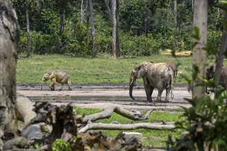 African forest elephants (Loxodonta cyclotis) in the Dzanga Bai forest clearing, Dzanga-Ndoki