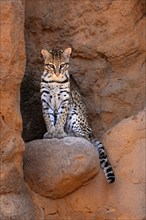 Ocelot (Leopardus pardalis), adult, sitting, at the den, alert, Sonora Desert, Arizona, North