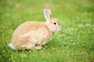 Domesticated rabbit (Oryctolagus cuniculus forma domestica) sitting on a meadow, Bavaria, Germany,