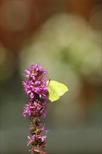 Brimstone (Gonepteryx rhamni) feeding on a flower of purple loosestrife (Lythrum salicaria), with