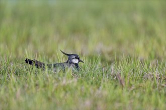 Northern lapwing (Vanellus vanellus), Lower Saxony, Germany, Europe