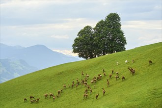 Red deer (Cervus elaphus) herd standing on a meadow in the mountains in tirol, Kitzbühel, Wildpark