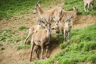 Alpine ibex (Capra ibex) youngsters klimbing on their mother, playing, wildlife Park Aurach near