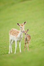 European fallow deer (Dama dama) mother with her fawn standing on a meadow, tirol, Kitzbühel,