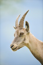 Alpine ibex (Capra ibex) female, portrait, wildlife Park Aurach near Kitzbuehl, Austria, Europe