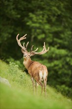 Red deer (Cervus elaphus) stag standing on a meadow in the mountains in tirol, Kitzbühel, Wildpark