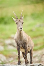 Alpine ibex (Capra ibex) female, standing on a rock, wildlife Park Aurach near Kitzbuehl, Austria,