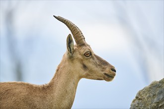 Alpine ibex (Capra ibex) female, portrait, wildlife Park Aurach near Kitzbuehl, Austria, Europe