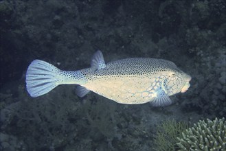 Yellow boxfish (Ostracion cubicus), dive site wreck of the Giannis D, Hurghada, Egypt, Red Sea,