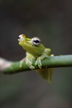 Glass frog (Centrolenidae) sitting on a stem, Heredia province, Costa Rica, Central America