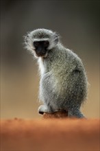 Vervet Monkey (Chlorocebus pygerythrus), adult, at the water, sitting, alert, Kruger National Park,