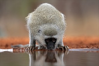 Vervet Monkey (Chlorocebus pygerythrus), adult, drinking, at the water, Kruger National Park,