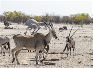 Common eland (Taurotragus oryx), adult, Etosha National Park, Namibia, Africa