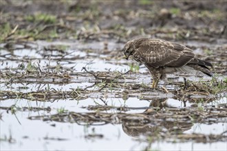 Steppe buzzard (Buteo buteo), Emsland, Lower Saxony, Germany, Europe