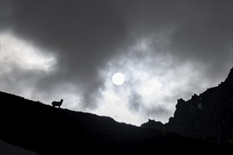 Silhouette of a sheep on a mountain meadow, backlit with the sun darkened by clouds, Berliner