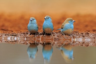 Blue-winged Oriole (Uraeginthus angolensis), Angola Butterfly Finch, adult, three birds, at the