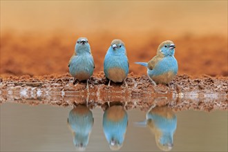 Blue-winged Oriole (Uraeginthus angolensis), Angola Butterfly Finch, adult, three birds, at the