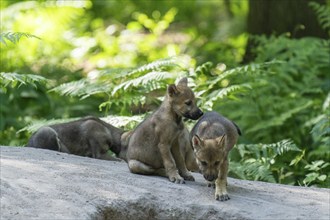 A group of wolf pups explore a path in the forest together, European grey gray wolf (Canis lupus),