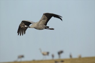 European crane (Grus grus) in flight, Central Sweden, Sweden, Scandinavia, Europe