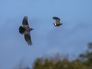 Rook, Corvus frugilegus and Northern Lapwing, Vanellus vanellus in a flight