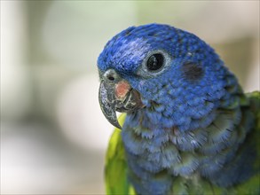 Blue headed pionus (Pionus menstruus), Aviario Nacional de Colombia, Via Baru, Province of