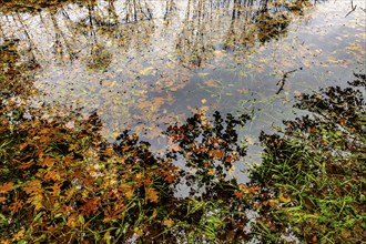 Beautiful Flood Water Pond with Tree Reflection and Autumn Leaves Floating on the Water Surface