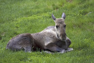 Resting moose, (Alces alces) cow moose, Sweden, Sweden, Europe