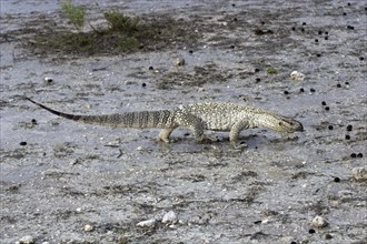 Steppe monitor lizard, (Varanus exanthematicus), looking for food after a rain shower, Etosha