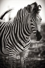 Plains zebra (Equus quagga), wild, free living, safari, ungulate, animal, black and white,